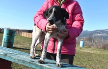 BISOU, Hund, Mischlingshund in Griechenland - Bild 3