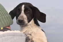 BISOU, Hund, Mischlingshund in Griechenland - Bild 4