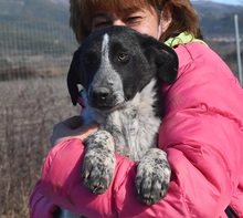 BISOU, Hund, Mischlingshund in Griechenland - Bild 6