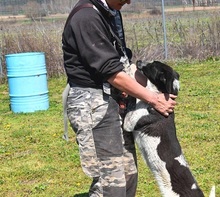 BISOU, Hund, Mischlingshund in Griechenland - Bild 7