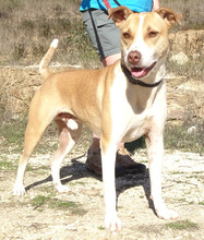 DEXTA, Hund, Mischlingshund in Portugal - Bild 3