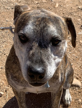 BENTO, Hund, American Staffordshire Terrier in Portugal - Bild 1