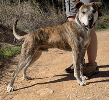 BENTO, Hund, American Staffordshire Terrier in Portugal - Bild 3