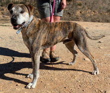 BENTO, Hund, American Staffordshire Terrier in Portugal - Bild 4