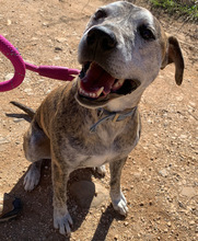 BENTO, Hund, American Staffordshire Terrier in Portugal - Bild 5