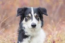 FRED, Hund, Mischlingshund in Amt Wachsenburg