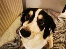 FRED, Hund, Mischlingshund in Amt Wachsenburg - Bild 13