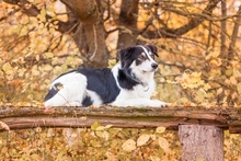 FRED, Hund, Mischlingshund in Amt Wachsenburg - Bild 2