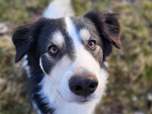 FRED, Hund, Mischlingshund in Amt Wachsenburg - Bild 20