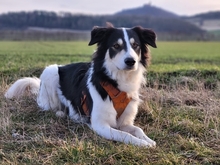 FRED, Hund, Mischlingshund in Amt Wachsenburg - Bild 21