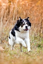 FRED, Hund, Mischlingshund in Amt Wachsenburg - Bild 3