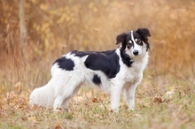 FRED, Hund, Mischlingshund in Amt Wachsenburg - Bild 5