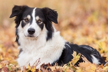 FRED, Hund, Mischlingshund in Amt Wachsenburg - Bild 6