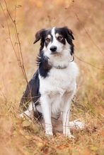 FRED, Hund, Mischlingshund in Amt Wachsenburg - Bild 7