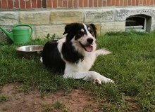 FRED, Hund, Mischlingshund in Amt Wachsenburg - Bild 9