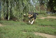 MANDARIN, Hund, Mischlingshund in Ungarn - Bild 1