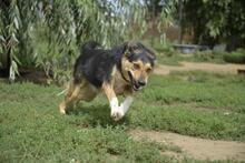 MANDARIN, Hund, Mischlingshund in Ungarn - Bild 2