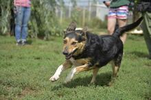 MANDARIN, Hund, Mischlingshund in Ungarn - Bild 3