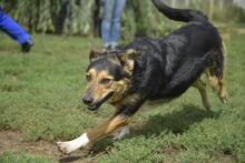 MANDARIN, Hund, Mischlingshund in Ungarn - Bild 4