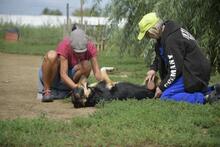 MANDARIN, Hund, Mischlingshund in Ungarn - Bild 7