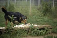 MANDARIN, Hund, Mischlingshund in Ungarn - Bild 8