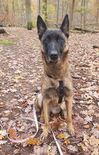 TURQUESA, Hund, Malinois in Spanien - Bild 2