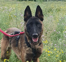 TURQUESA, Hund, Malinois in Spanien - Bild 6