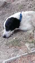 ENEA, Hund, Mischlingshund in Altenhof - Bild 6