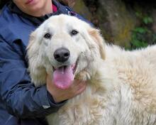 FILOMELA, Hund, Maremmano-Mix in Italien - Bild 1