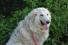 FILOMELA, Hund, Maremmano-Mix in Italien - Bild 11