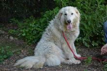 FILOMELA, Hund, Maremmano-Mix in Italien - Bild 12