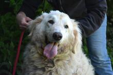 FILOMELA, Hund, Maremmano-Mix in Italien - Bild 14