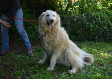 FILOMELA, Hund, Maremmano-Mix in Italien - Bild 15