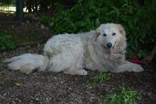 FILOMELA, Hund, Maremmano-Mix in Italien - Bild 16