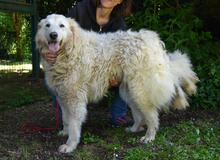 FILOMELA, Hund, Maremmano-Mix in Italien - Bild 17