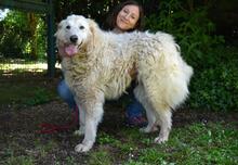 FILOMELA, Hund, Maremmano-Mix in Italien - Bild 18