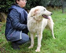 FILOMELA, Hund, Maremmano-Mix in Italien - Bild 20