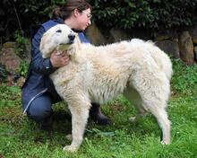 FILOMELA, Hund, Maremmano-Mix in Italien - Bild 21