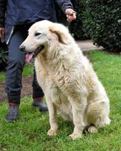 FILOMELA, Hund, Maremmano-Mix in Italien - Bild 22