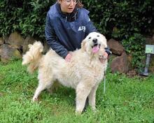 FILOMELA, Hund, Maremmano-Mix in Italien - Bild 23