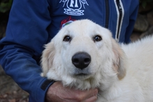 FILOMELA, Hund, Maremmano-Mix in Italien - Bild 24