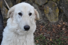 FILOMELA, Hund, Maremmano-Mix in Italien - Bild 25