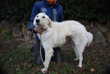 FILOMELA, Hund, Maremmano-Mix in Italien - Bild 26