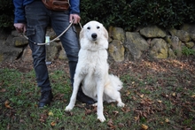 FILOMELA, Hund, Maremmano-Mix in Italien - Bild 27