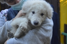 FILOMELA, Hund, Maremmano-Mix in Italien - Bild 28