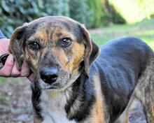 OLWYN, Hund, Mischlingshund in Italien - Bild 1