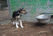 OLWYN, Hund, Mischlingshund in Italien - Bild 11