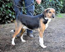 OLWYN, Hund, Mischlingshund in Italien - Bild 3