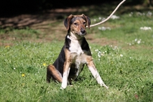OLWYN, Hund, Mischlingshund in Italien - Bild 5