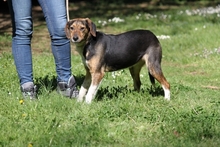 OLWYN, Hund, Mischlingshund in Italien - Bild 6